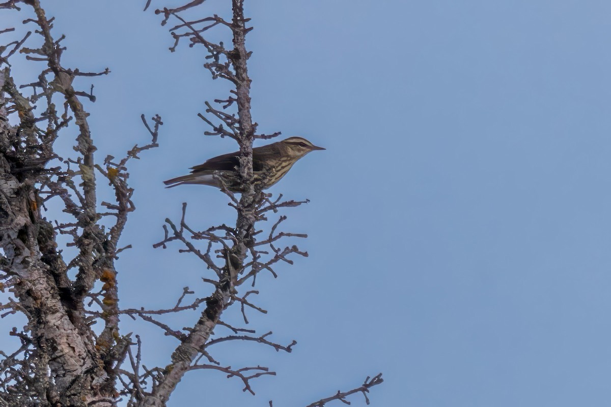 Northern Waterthrush - ML622080730