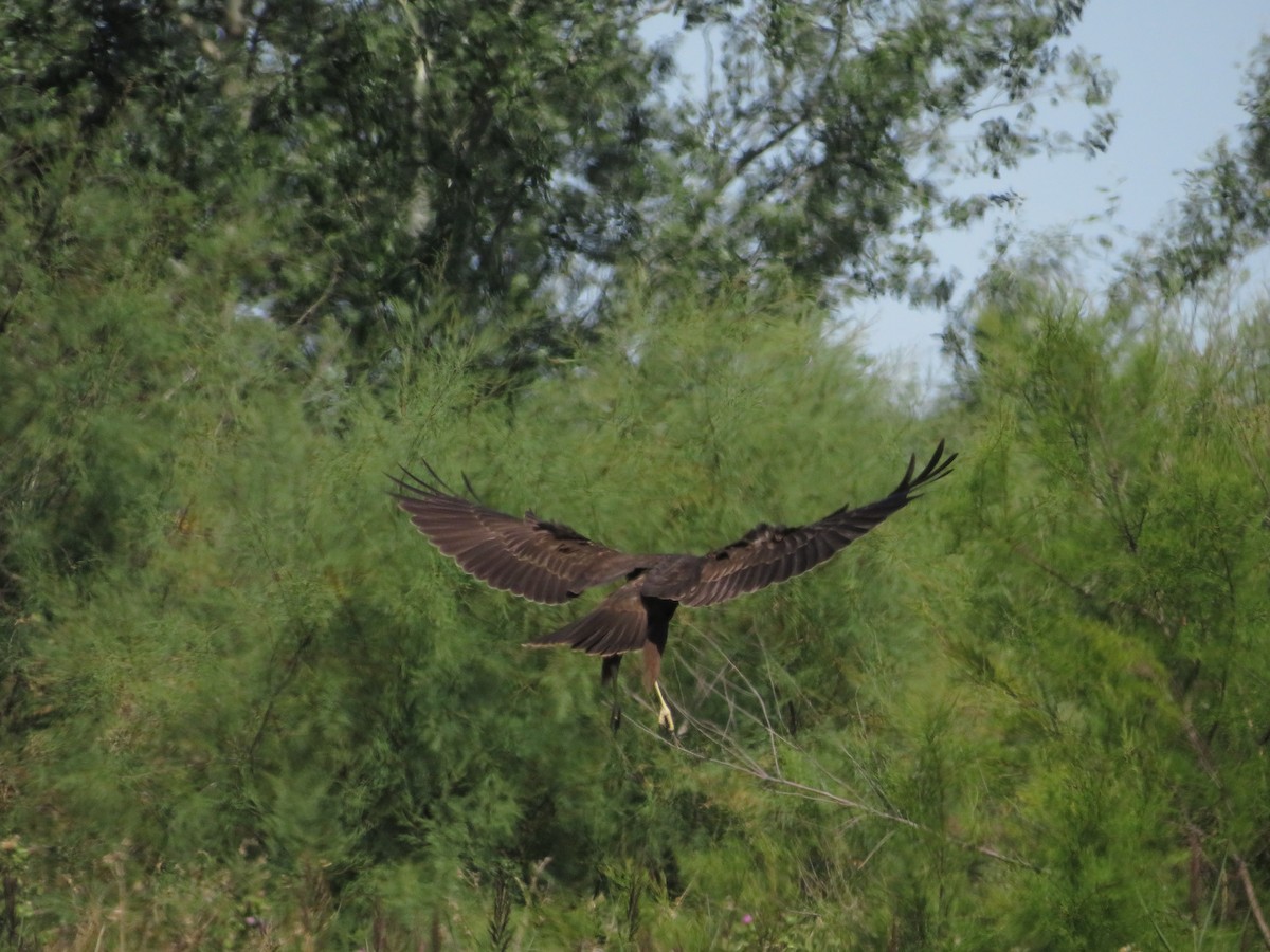 Western Marsh Harrier - ML622080732