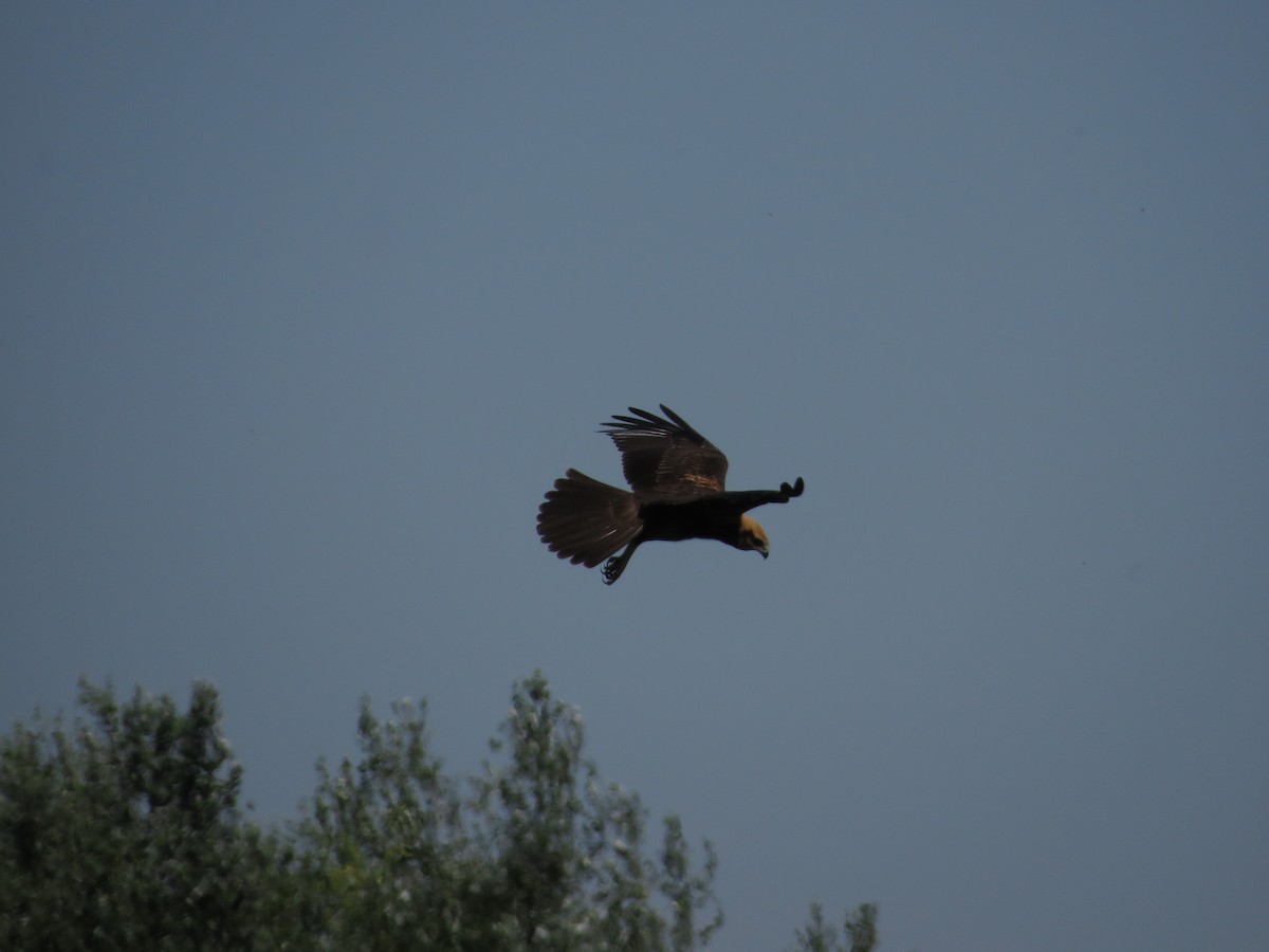 Western Marsh Harrier - ML622080733