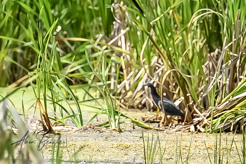 Green Heron - ML622080734