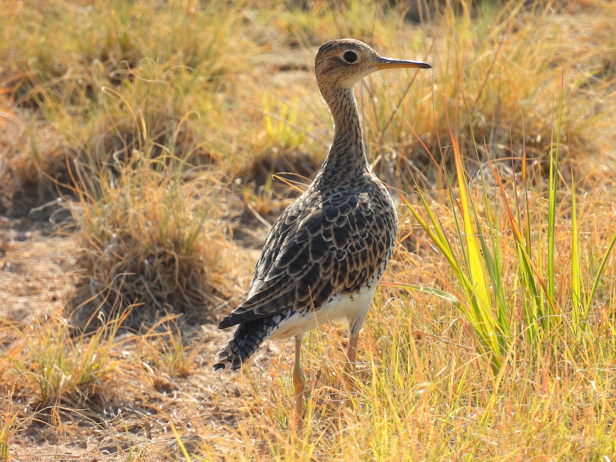 Upland Sandpiper - Ted Floyd