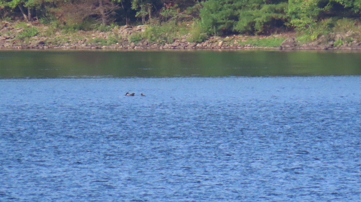 Common Loon - ML622080736