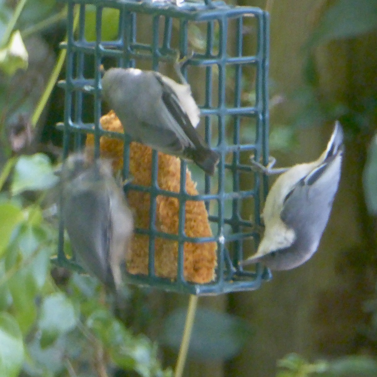 Pygmy Nuthatch - ML622080737