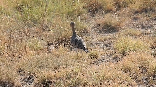 Upland Sandpiper - ML622080738