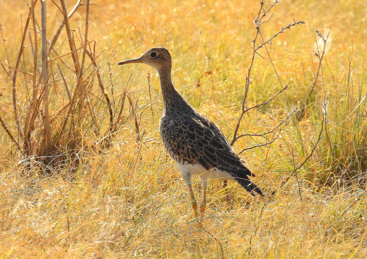 Upland Sandpiper - ML622080739