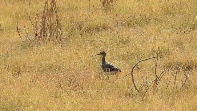 Upland Sandpiper - ML622080740