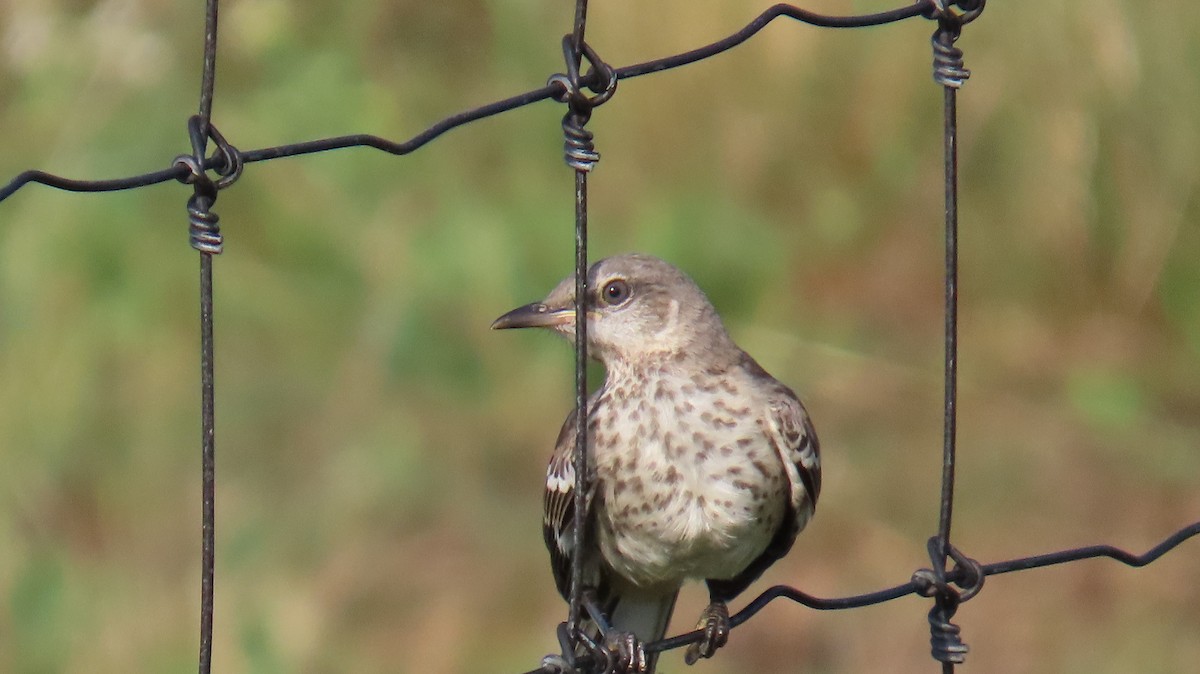 Northern Mockingbird - ML622080741