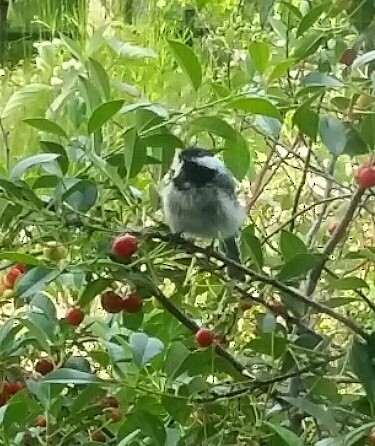 Black-capped Chickadee - ML622080742