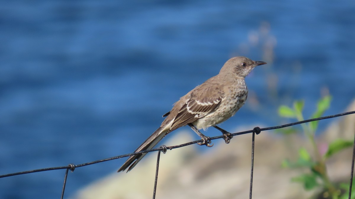 Northern Mockingbird - ML622080746