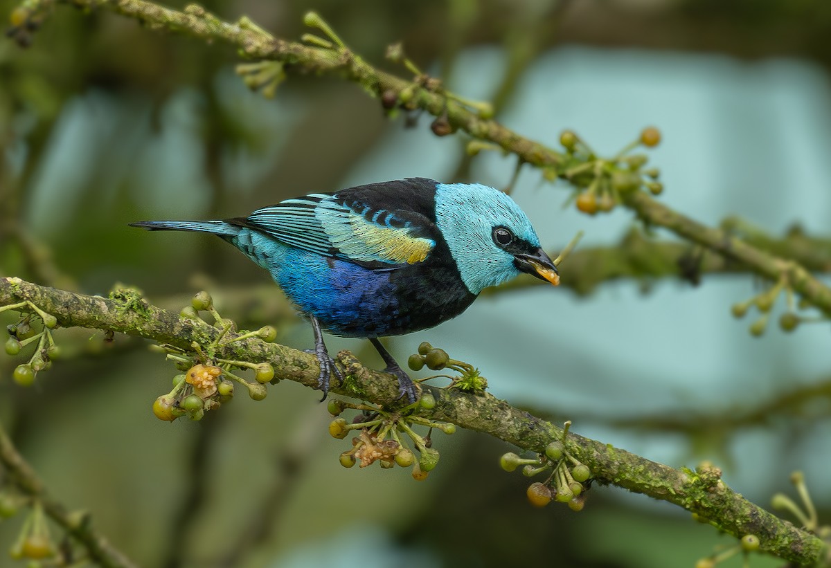 Blue-necked Tanager - Alex Luna