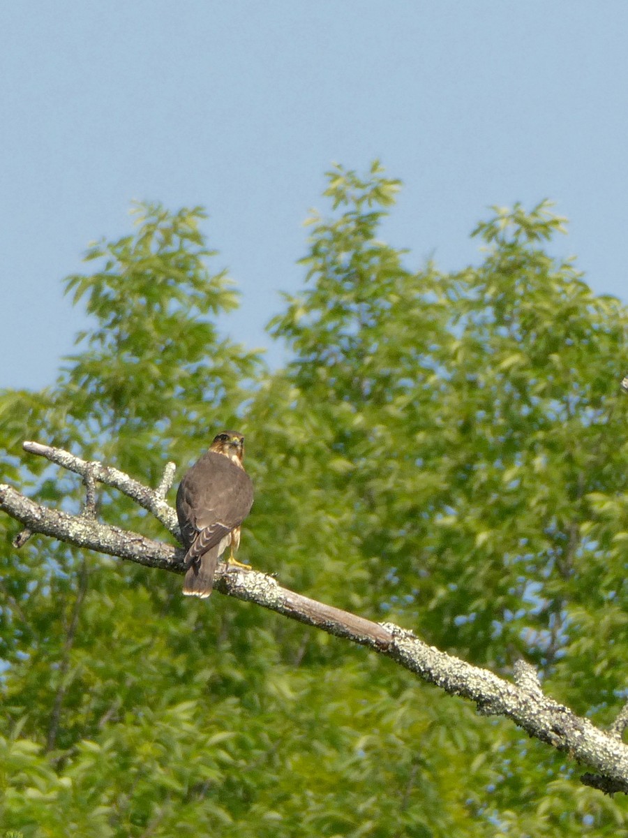 Merlin - ML622080794