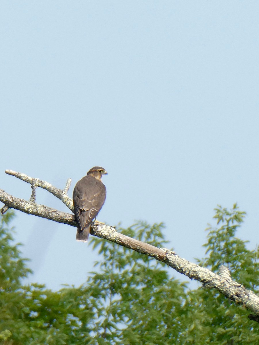 Merlin - ML622080799
