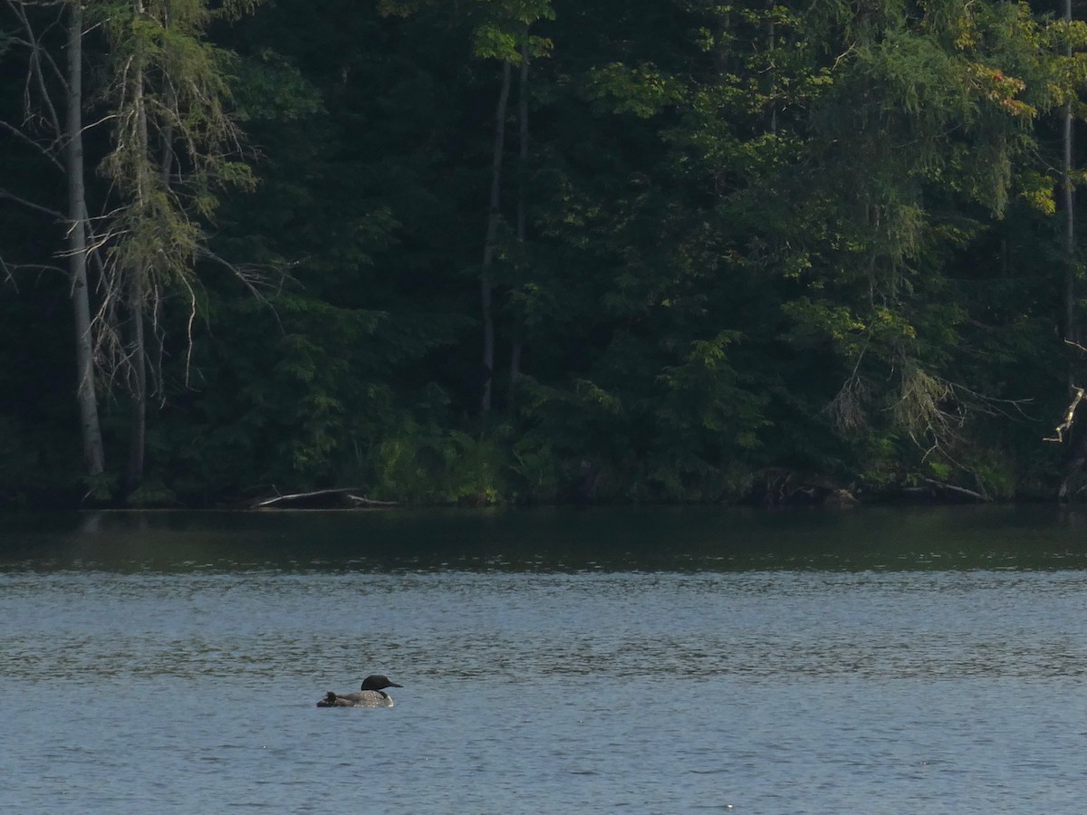 Common Loon - ML622080819