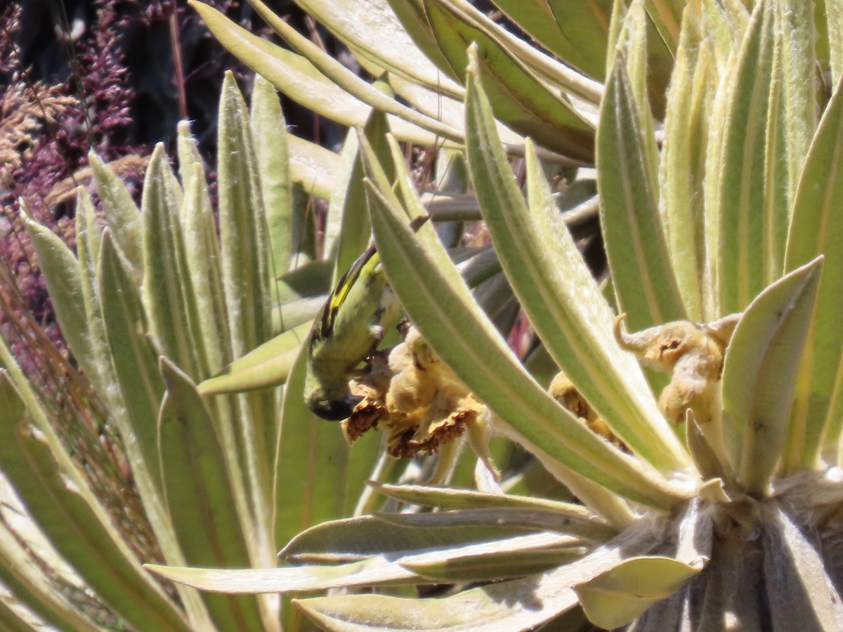 Andean Siskin - ML622080846