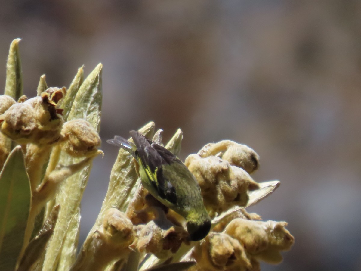 Andean Siskin - ML622080847