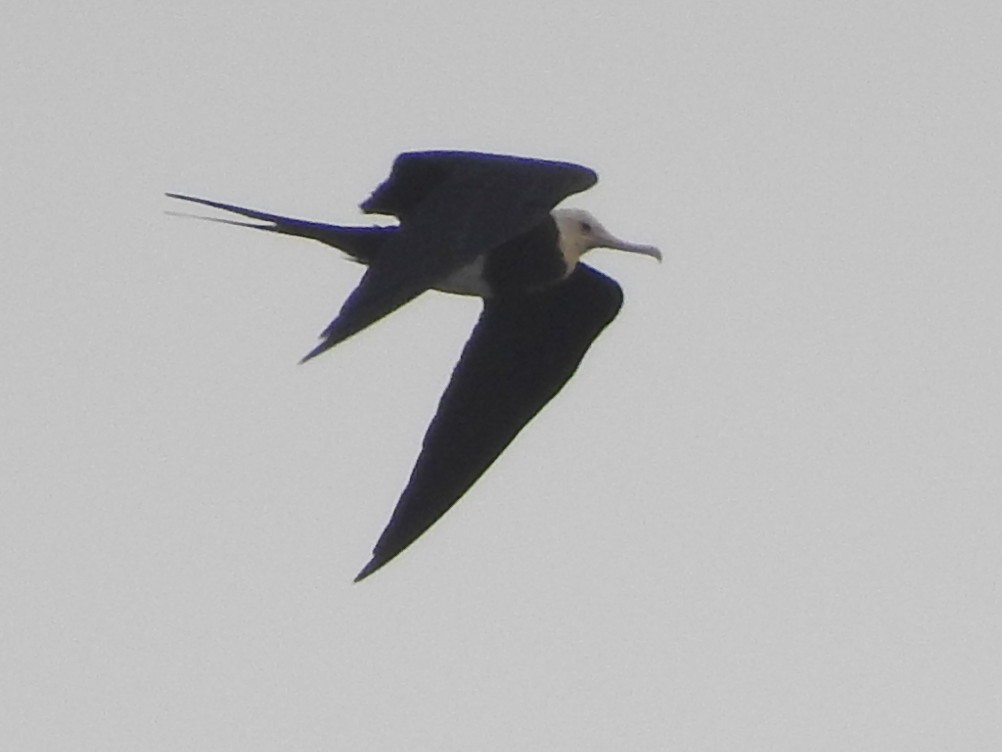 Lesser Frigatebird - ML622080910