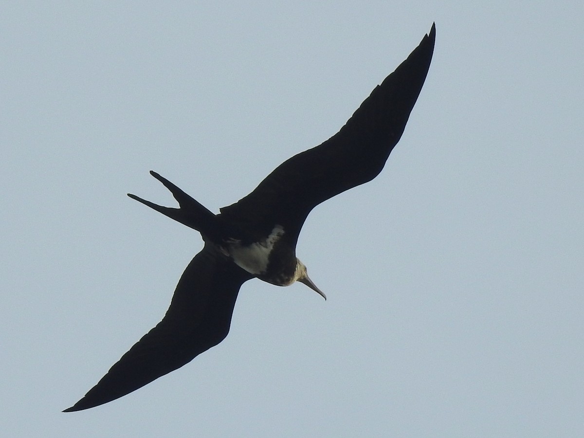 Lesser Frigatebird - ML622080911