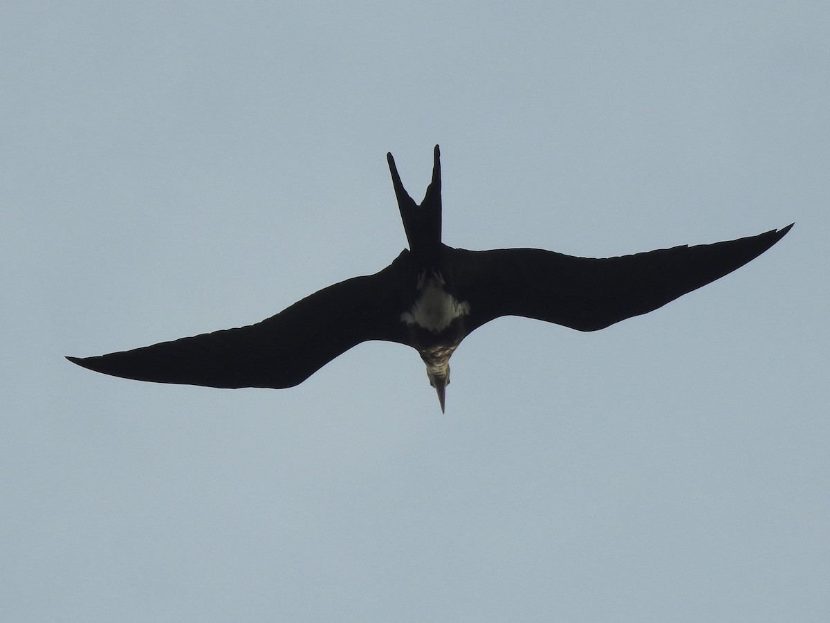 Lesser Frigatebird - ML622080912