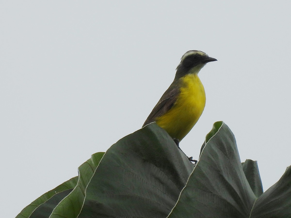 Social Flycatcher - ML622080929