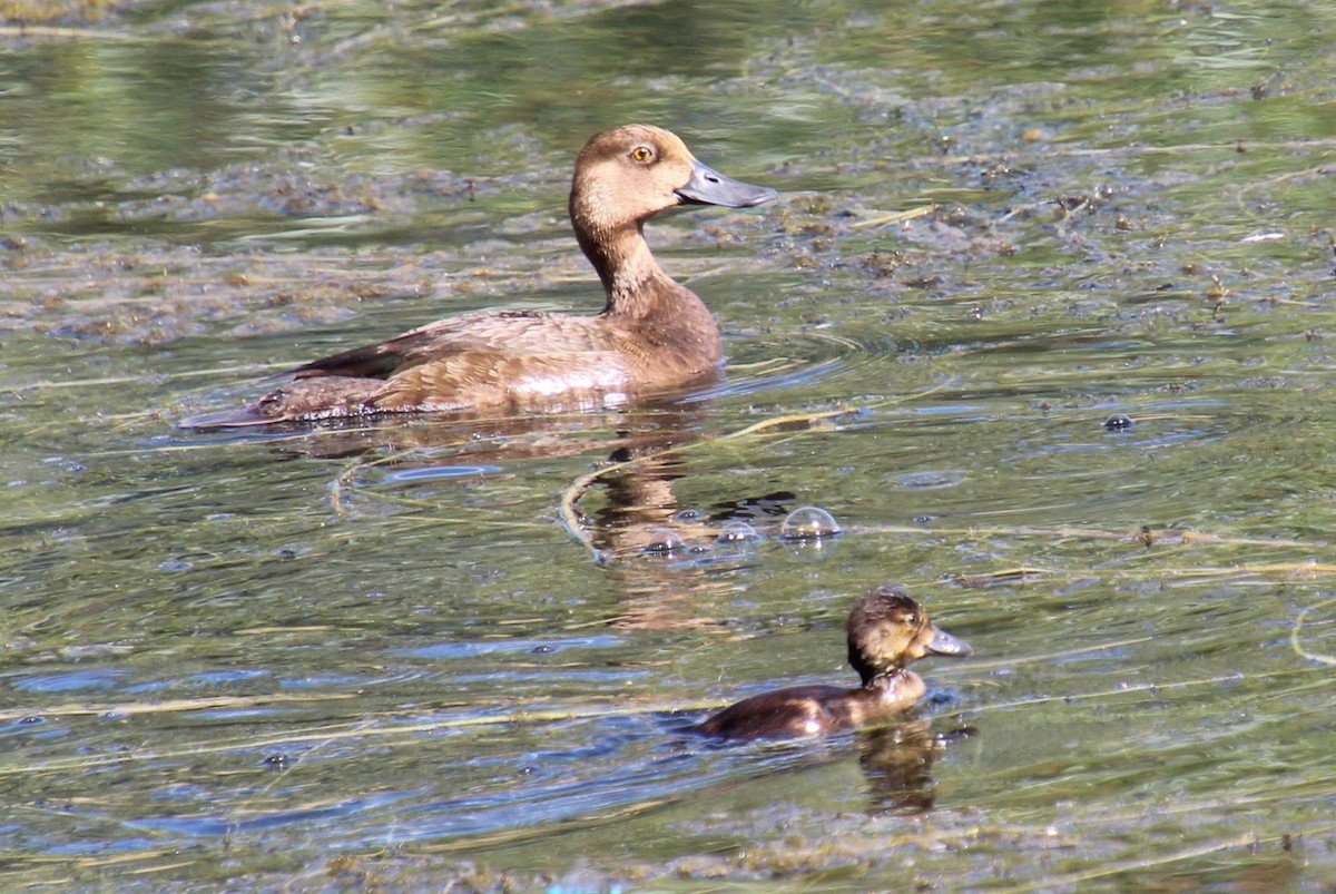 Lesser Scaup - ML622080949