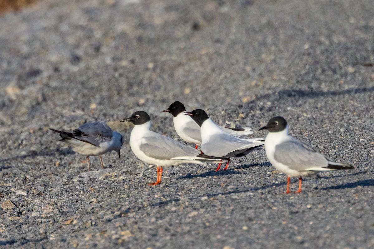 Bonaparte's Gull - ML622080975