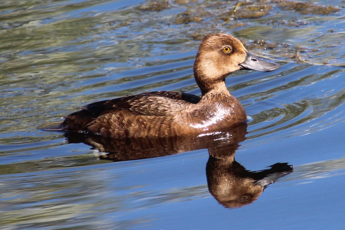 Lesser Scaup - ML622080981