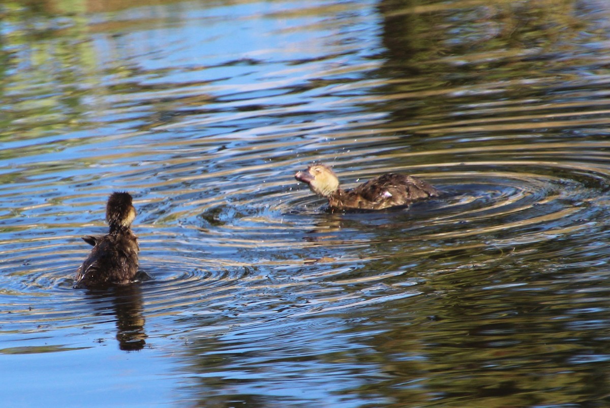 Lesser Scaup - ML622080986