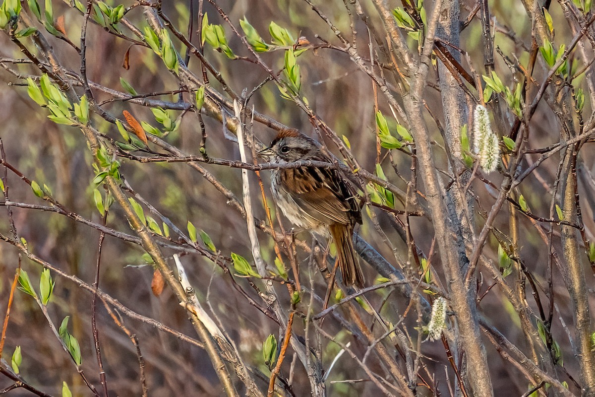 Swamp Sparrow - ML622080995