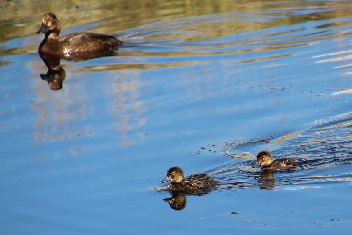 Lesser Scaup - ML622080996