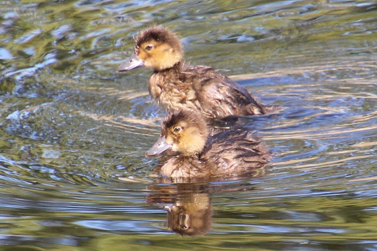 Lesser Scaup - ML622081004