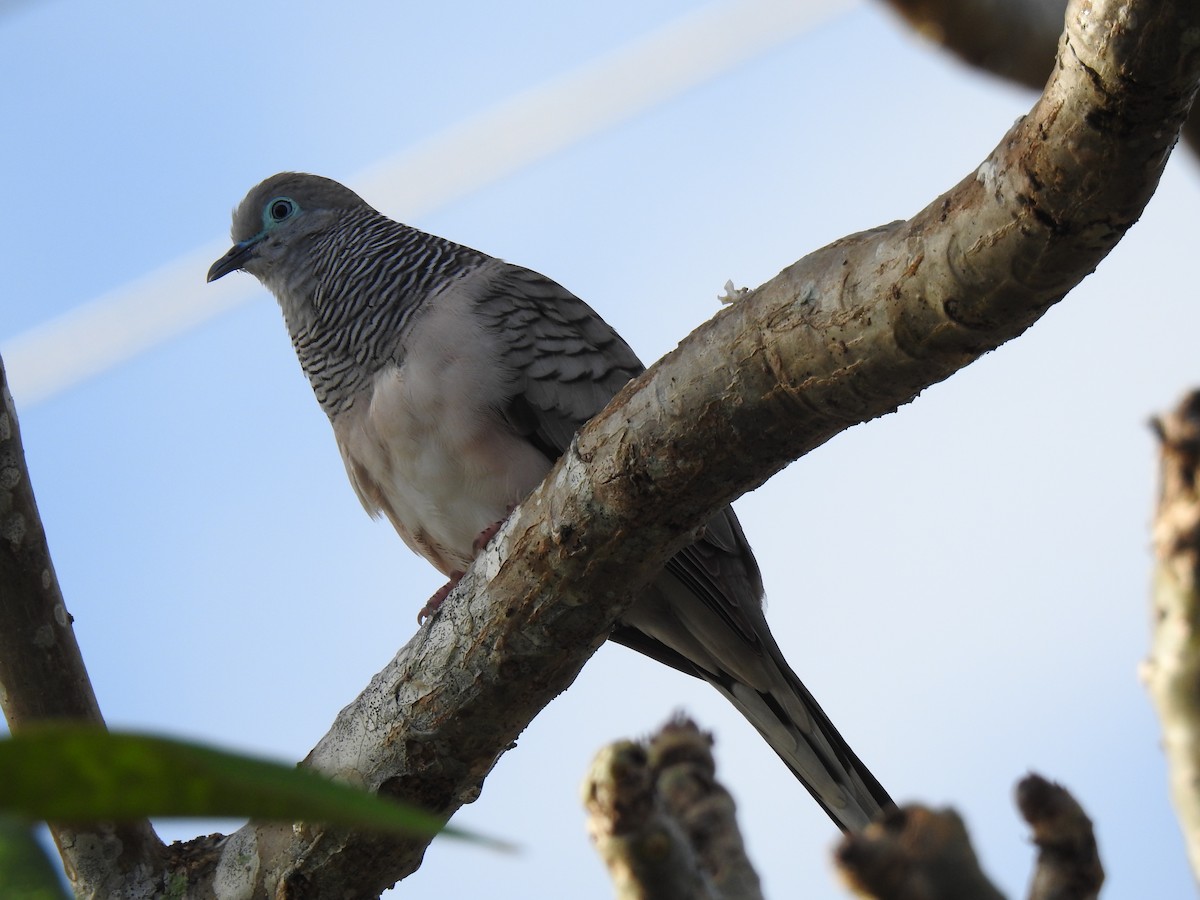 Peaceful Dove - ML622081005