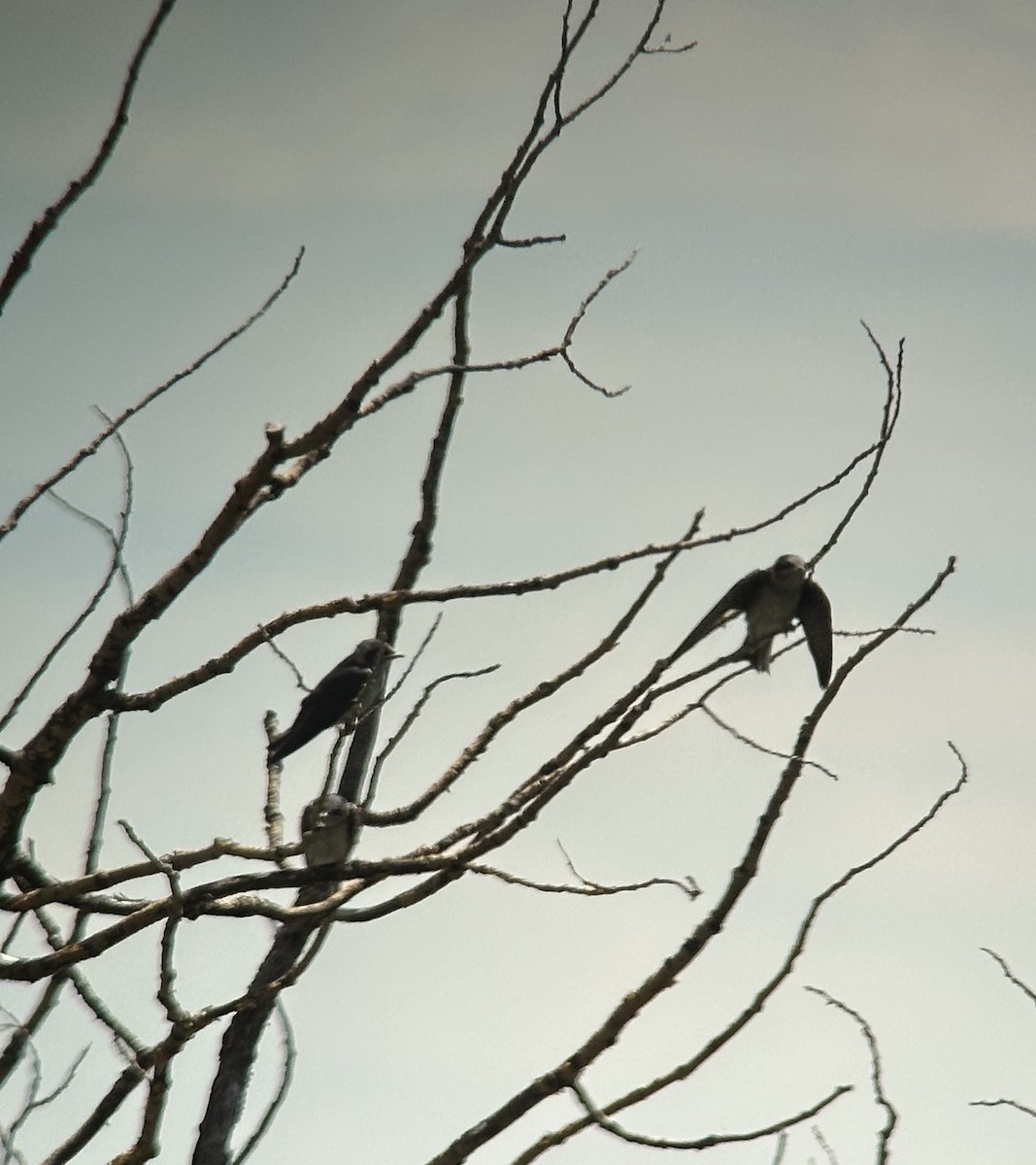 Purple Martin - ML622081007