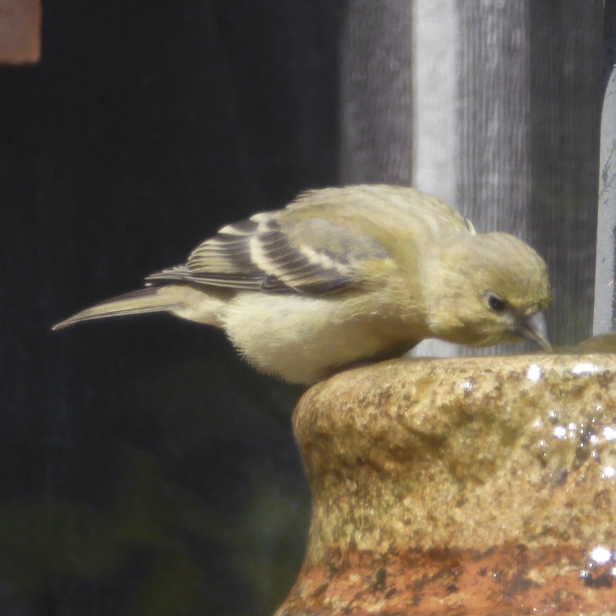 Lesser Goldfinch - Anonymous