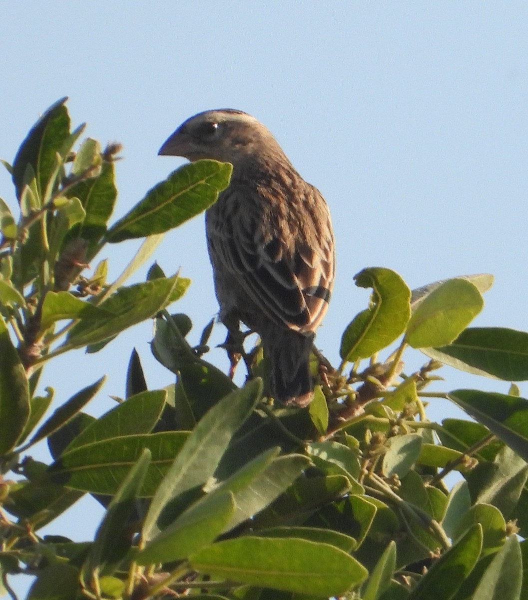 Pin-tailed Whydah - ML622081010