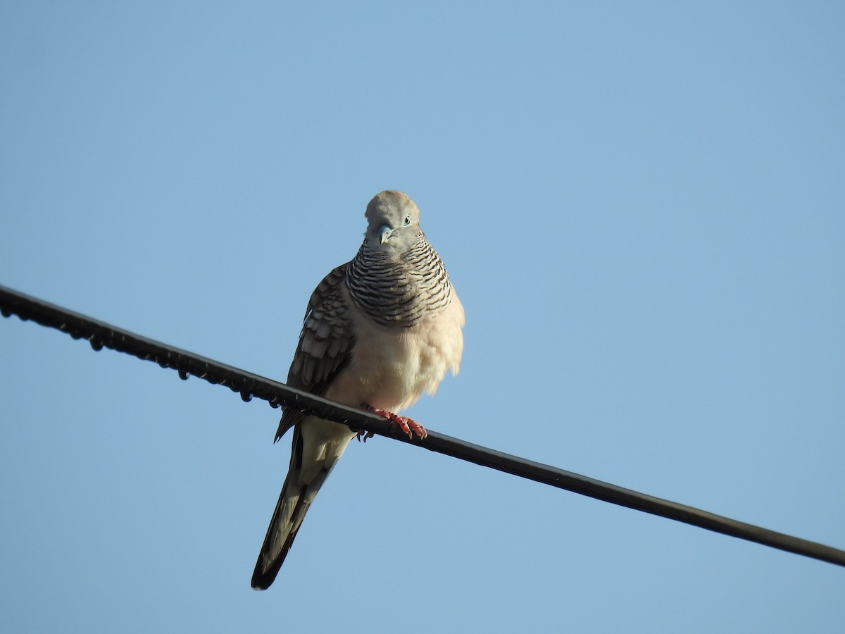 Peaceful Dove - ML622081011