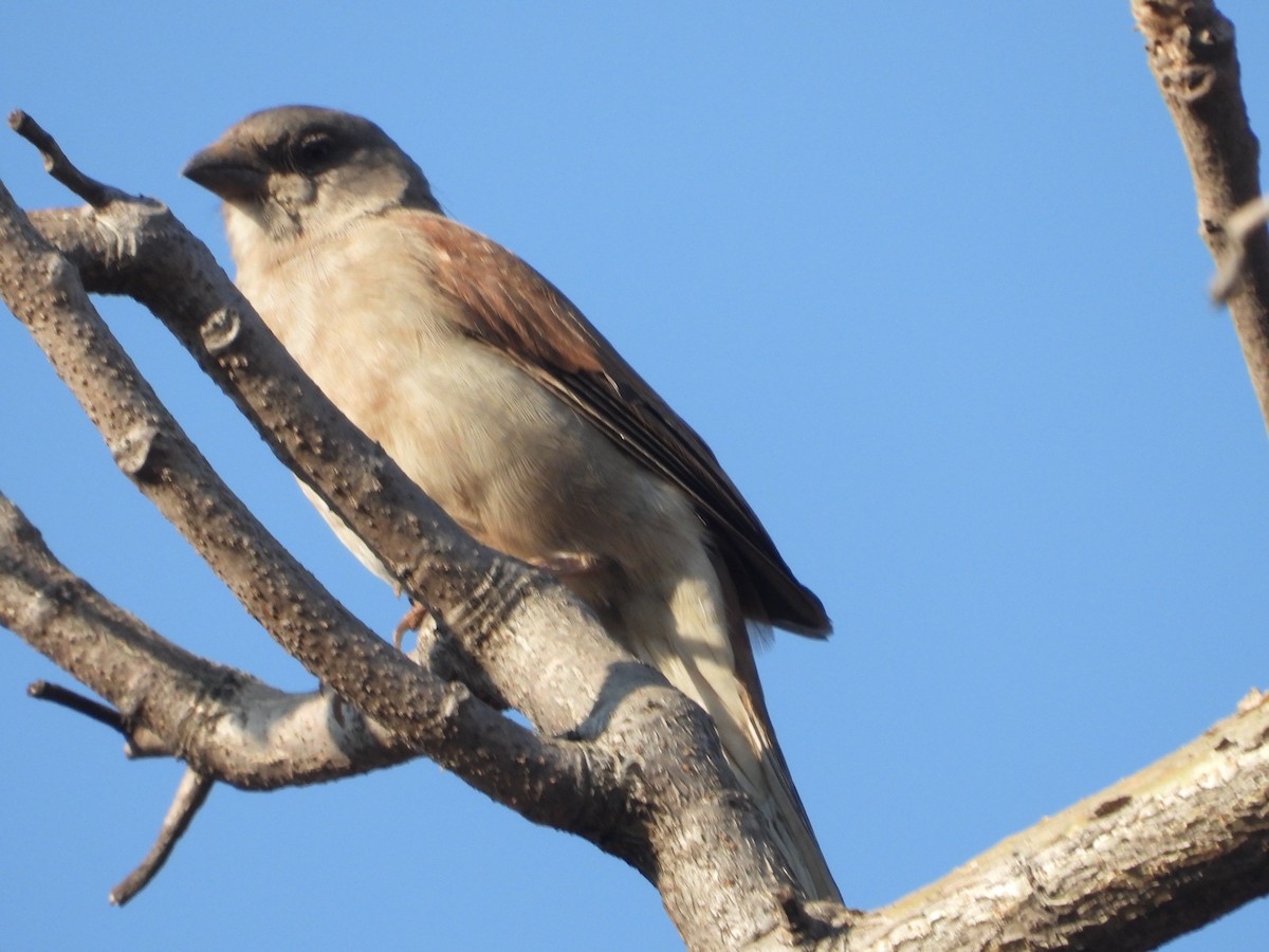 Southern Gray-headed Sparrow - ML622081013