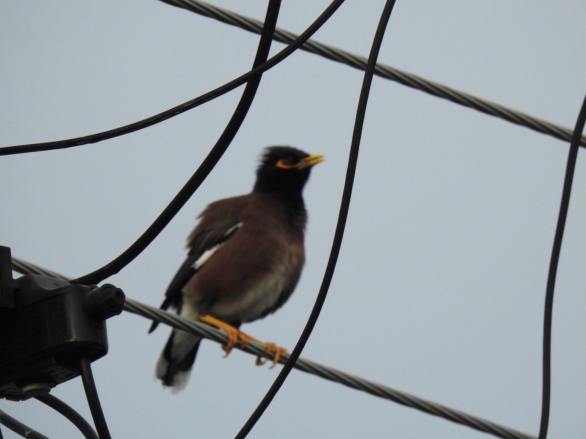 Common Myna - ML622081014