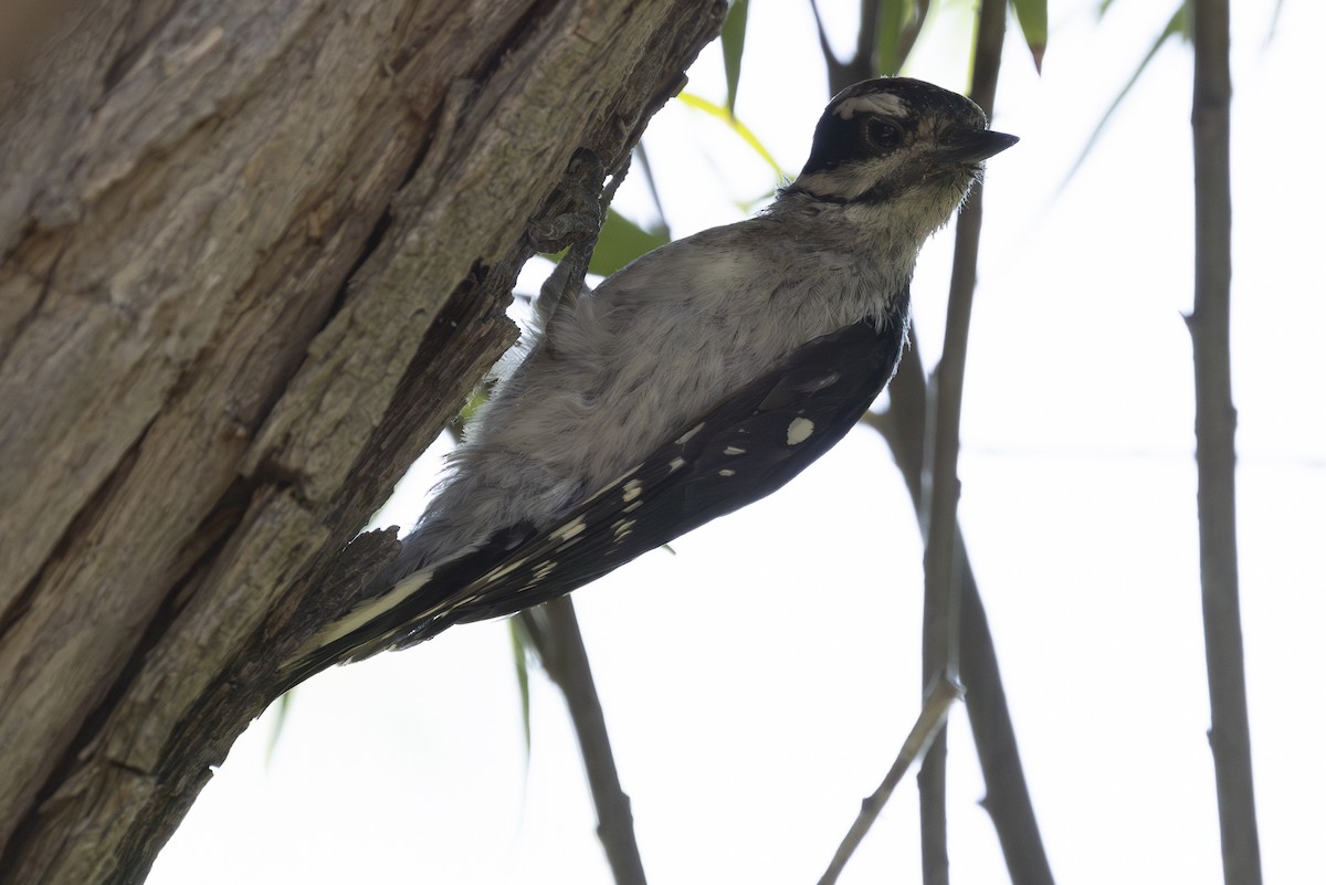 Downy Woodpecker - ML622081015