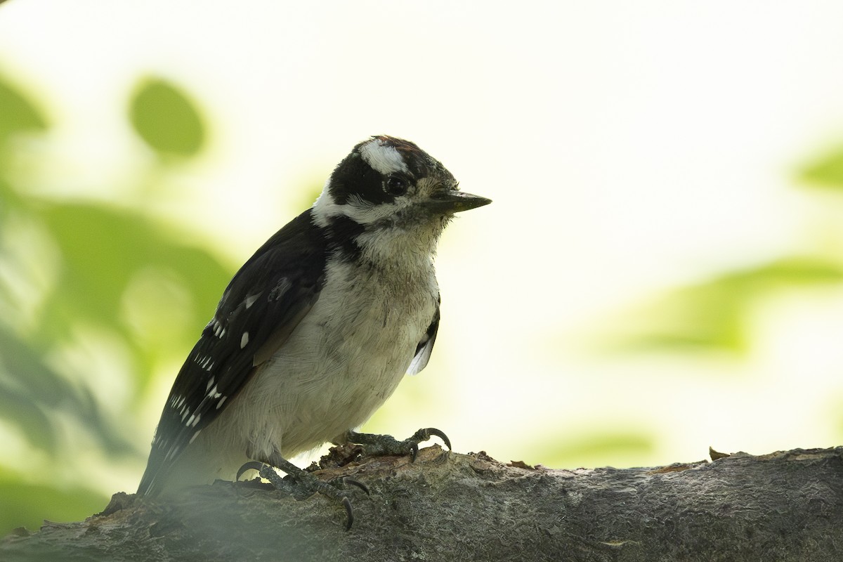 Downy Woodpecker - ML622081016