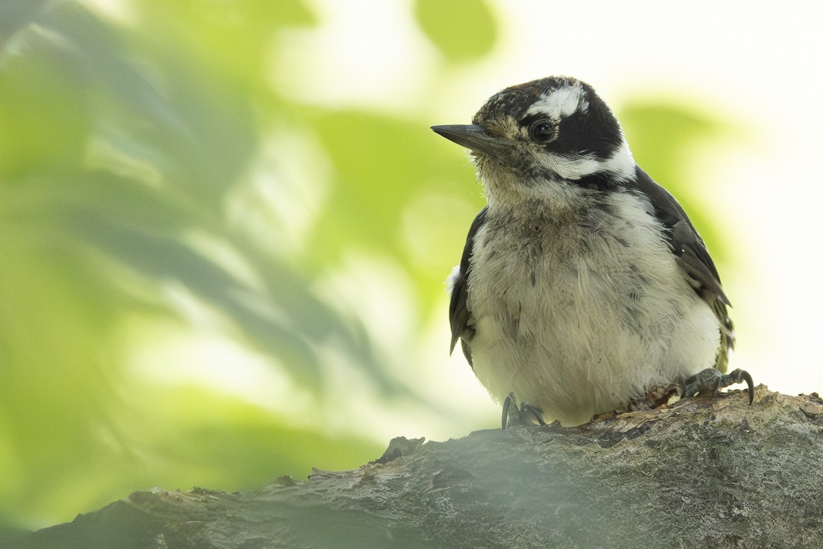 Downy Woodpecker - ML622081017