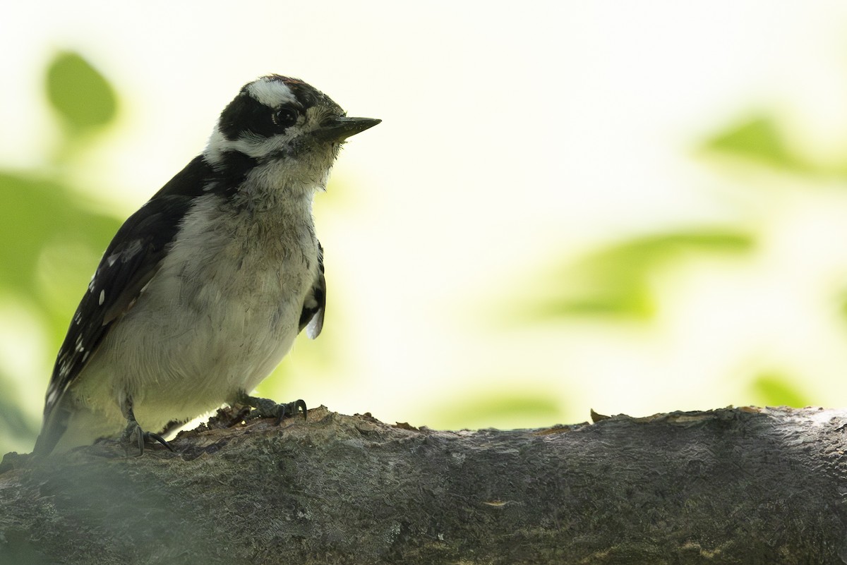 Downy Woodpecker - ML622081018