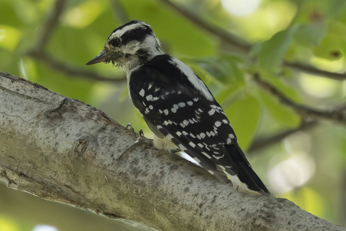 Downy Woodpecker - ML622081019