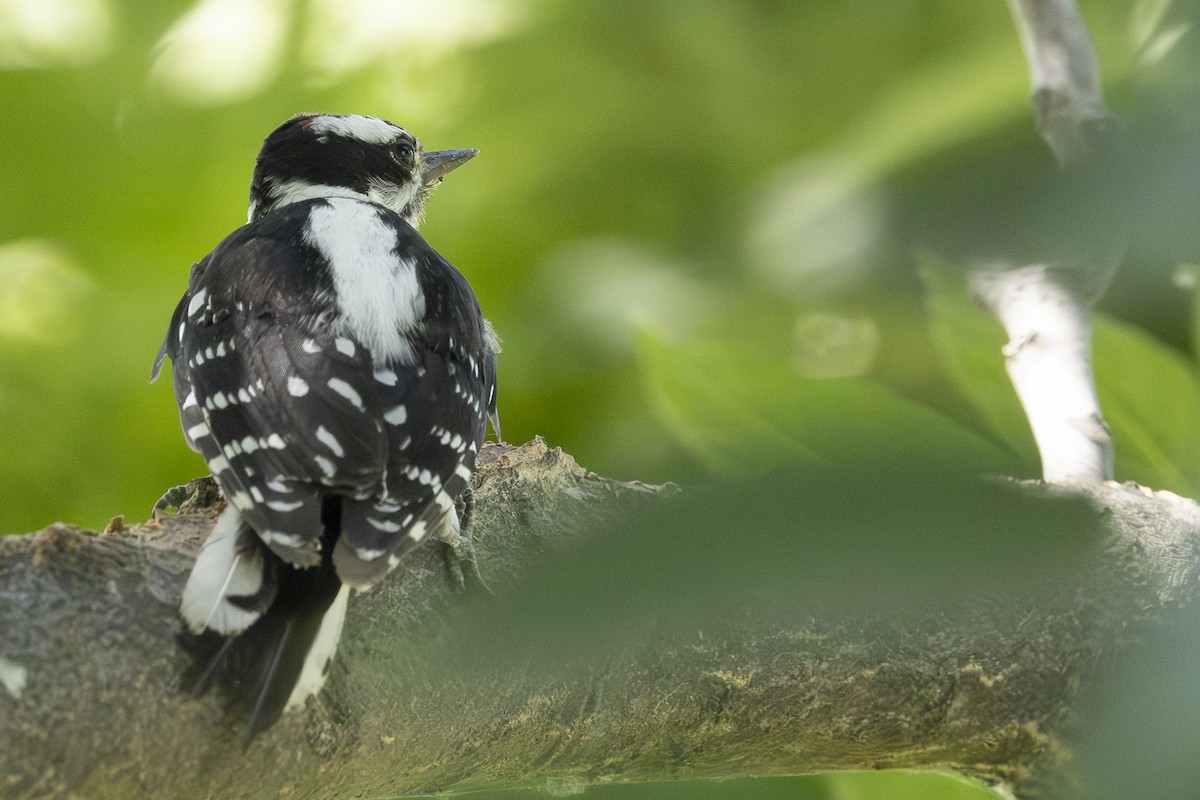 Downy Woodpecker - ML622081020