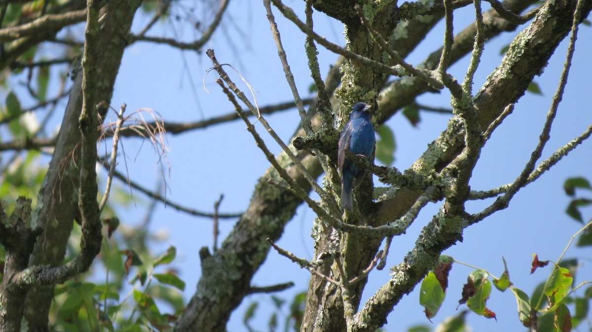 Indigo Bunting - Aubrey Conover-Gannon