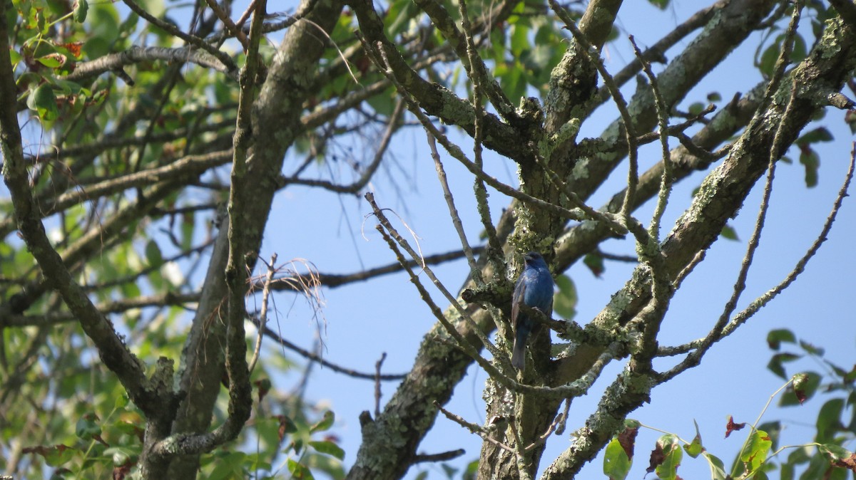 Indigo Bunting - ML622081023