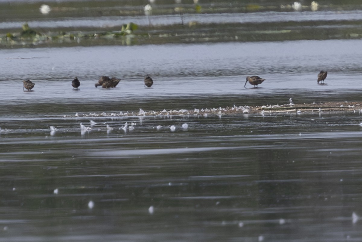 Long-billed Dowitcher - ML622081025