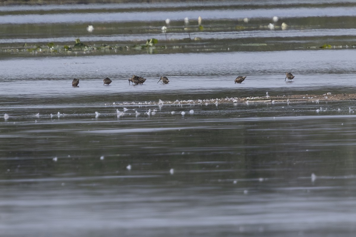 Long-billed Dowitcher - ML622081026