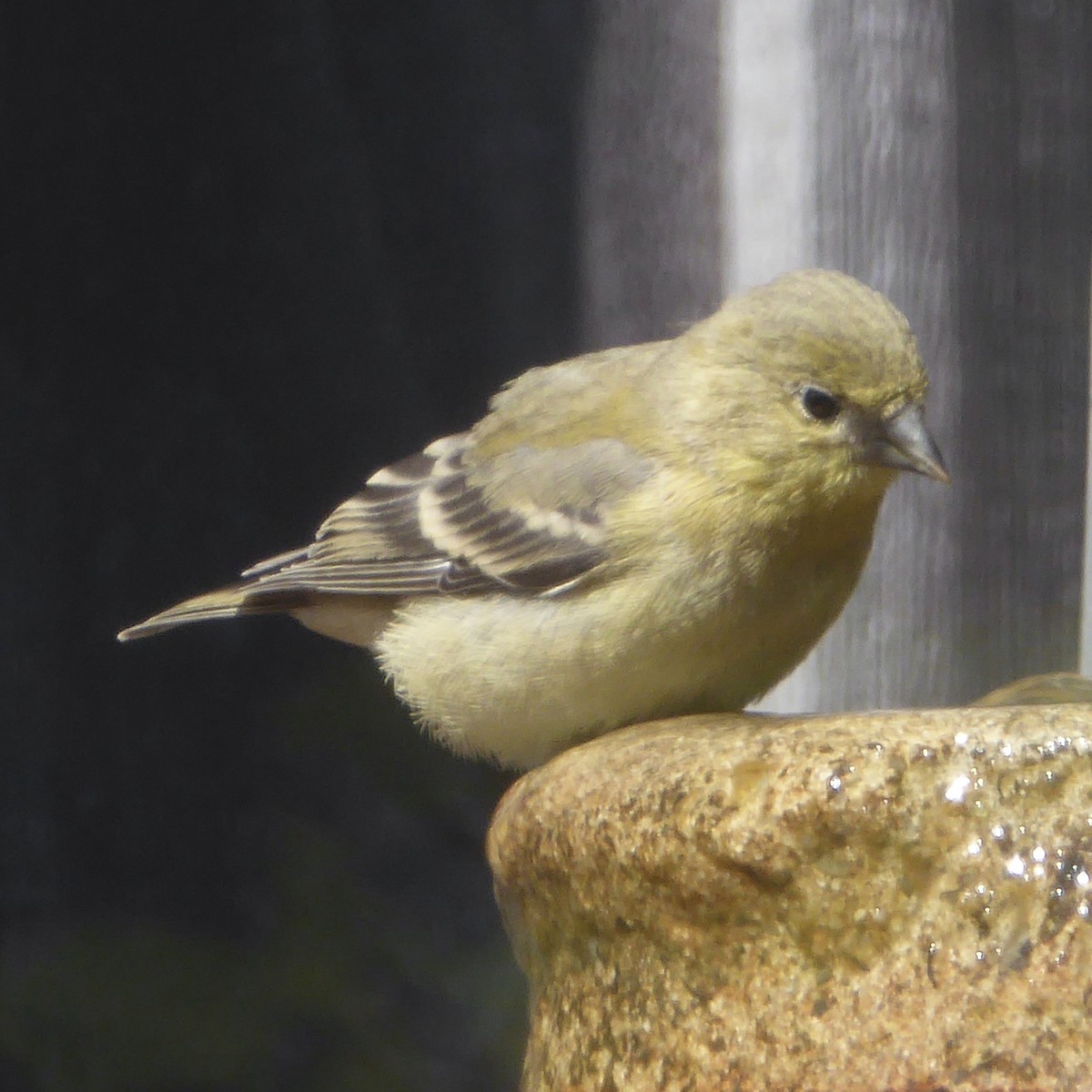 Lesser Goldfinch - ML622081027