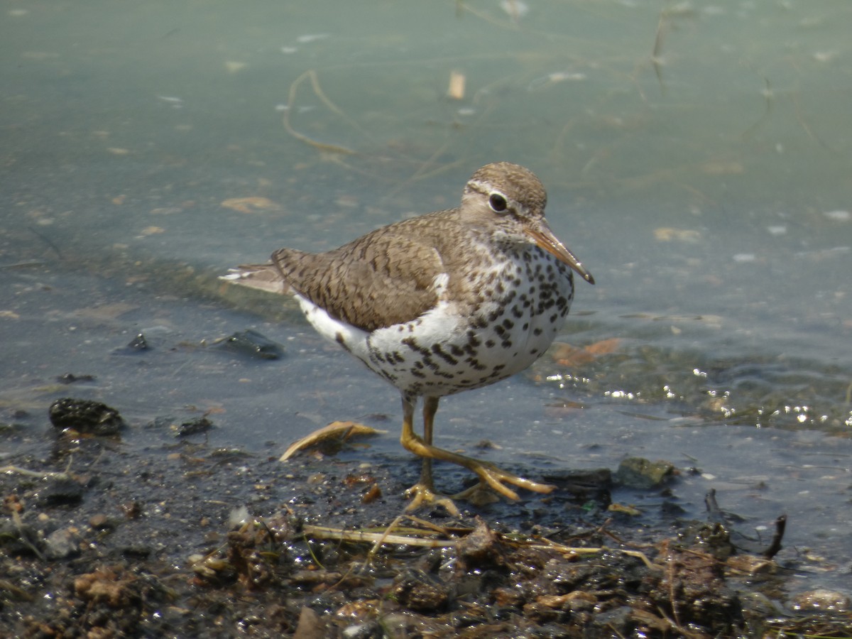 Spotted Sandpiper - ML622081028