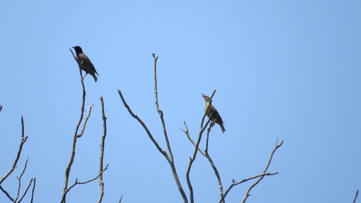 European Starling - ML622081029